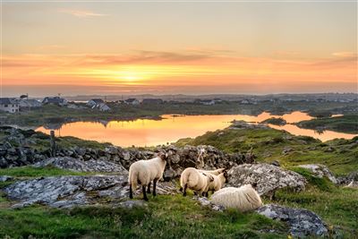 Schafe in Connemara bei Sonnenuntergang